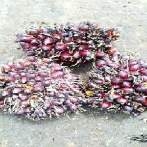 underripe_train (1194).jpg