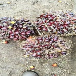 underripe_train (1195).jpg