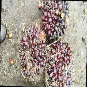 underripe_train (1196).jpg