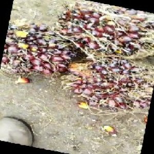 underripe_train (1198).jpg