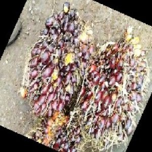 underripe_train (1199).jpg