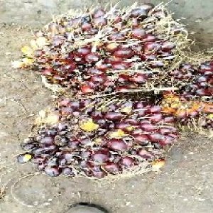 underripe_train (1200).jpg