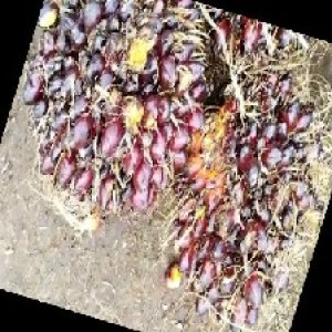 underripe_train (1201).jpg