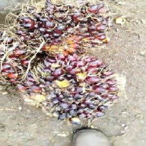 underripe_train (1203).jpg