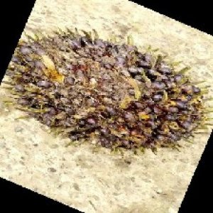 underripe_train (1210).jpg