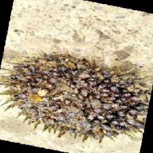 underripe_train (1212).jpg