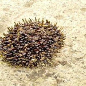 underripe_train (1214).jpg