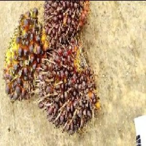 underripe_train (1219).jpg