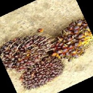 underripe_train (1221).jpg