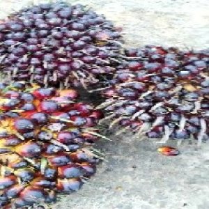 underripe_train (1223).jpg