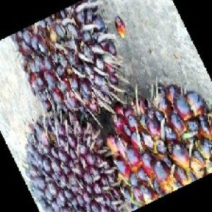 underripe_train (1224).jpg