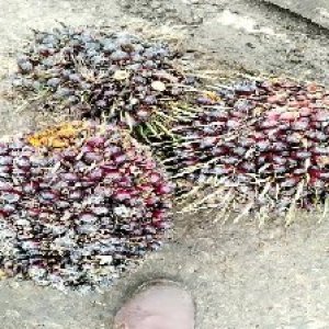 underripe_train (1225).jpg