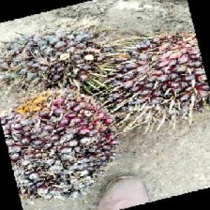 underripe_train (1226).jpg