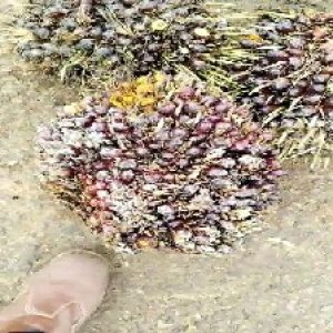 underripe_train (1228).jpg