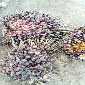 underripe_train (1231).jpg