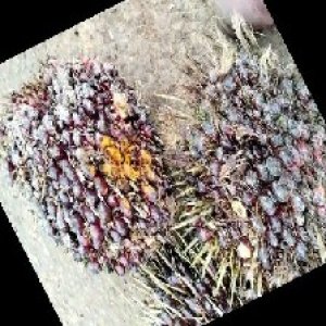 underripe_train (1233).jpg