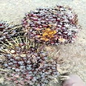 underripe_train (1234).jpg