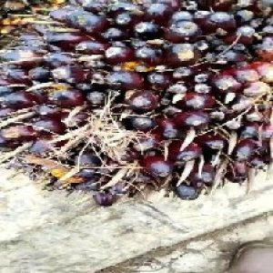 underripe_train (1238).jpg