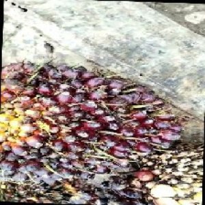 underripe_train (1239).jpg