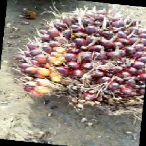 underripe_train (124).jpg