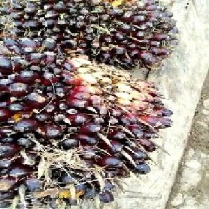 underripe_train (1243).jpg