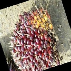 underripe_train (125).jpg