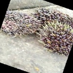 underripe_train (1254).jpg