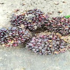 underripe_train (1256).jpg