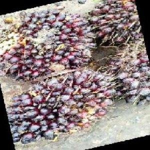 underripe_train (1257).jpg