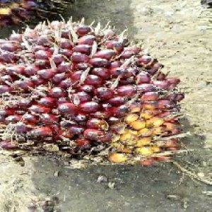 underripe_train (126).jpg