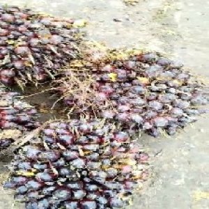 underripe_train (1261).jpg