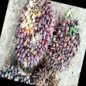 underripe_train (1266).jpg