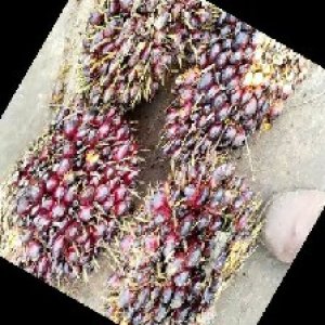 underripe_train (1268).jpg