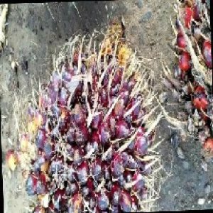 underripe_train (127).jpg