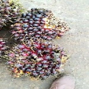 underripe_train (1272).jpg