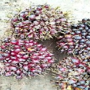 underripe_train (1274).jpg