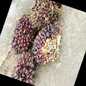 underripe_train (1277).jpg