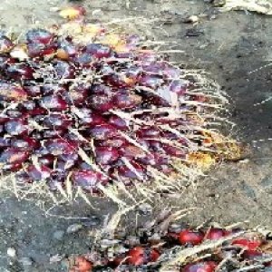 underripe_train (128).jpg