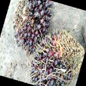 underripe_train (1280).jpg