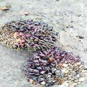 underripe_train (1281).jpg