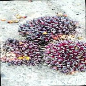 underripe_train (1285).jpg