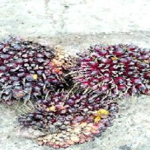 underripe_train (1290).jpg