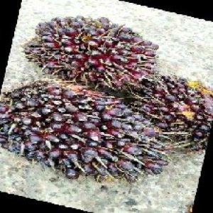 underripe_train (1291).jpg