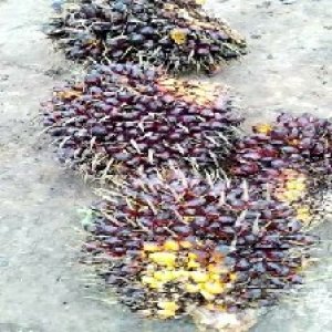 underripe_train (1295).jpg