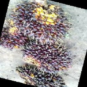 underripe_train (1296).jpg