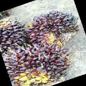 underripe_train (1298).jpg