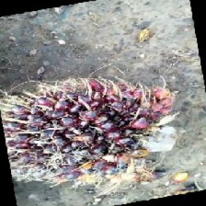 underripe_train (130).jpg