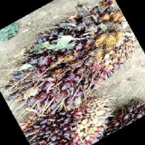 underripe_train (1303).jpg