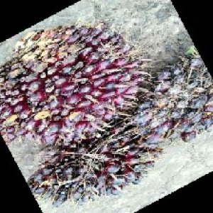 underripe_train (1307).jpg