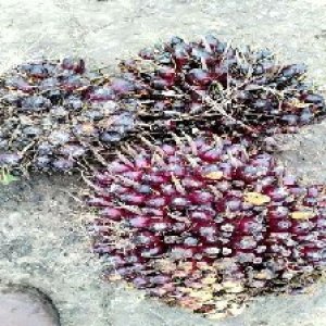 underripe_train (1308).jpg